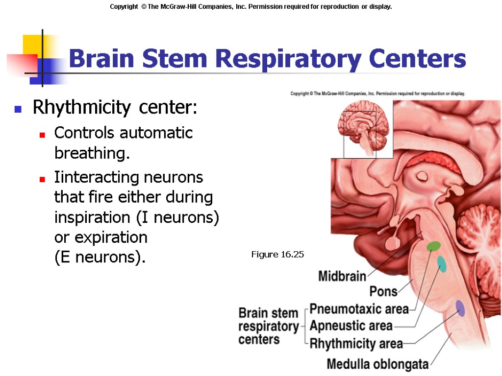 Brain Stem Respiratory Centers Rhythmicity center: Controls automatic breathing. Iinteracting neurons that fire either